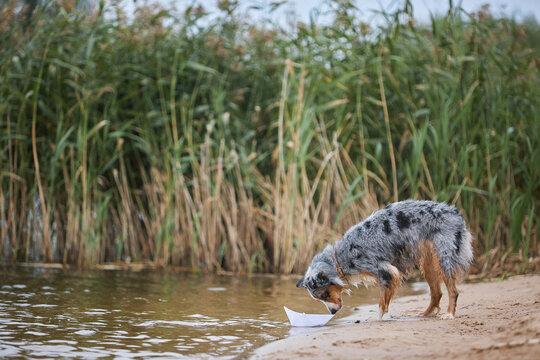 Blue merle Aussie dog sniffing a white paper boat on a lake shore. Curious pet on sandy beach with tall reeds background. Whimsical summer lifestyle, conceptual nature photography, childhood dreams.