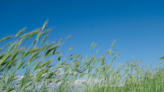 Sicily barley field, grain field, Italian countryside landscape, wheat-like crop under blue sky