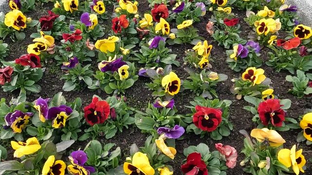 A field of pansies - red and yellow flowers creating a charming and optimistic background.