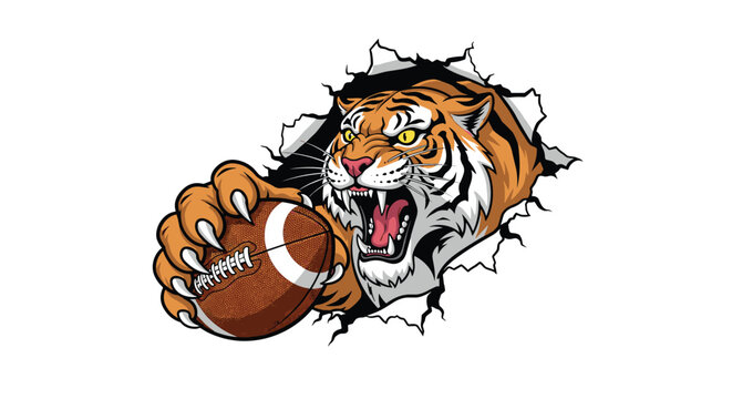 Fierce tiger mascot holding an American football and breaking through a jagged paper or wall background for teams.