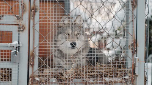 Gray wolf behind rusted wire cage, small confinement with straw bedding, snow dusted background, muted cold tones, resigned gaze and worn metal details conveying neglect, closeup footage