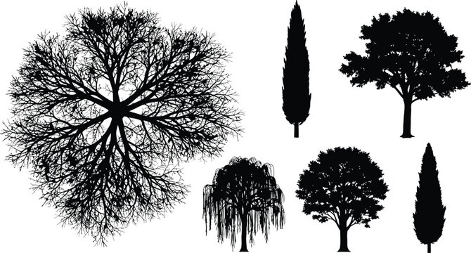 Set of black tree silhouettes collection featuring various deciduous and coniferous species isolated on white background vector illustration