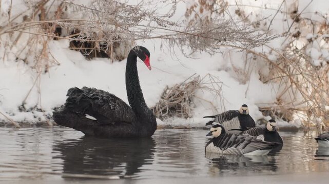 Black swan with ducks gliding together near snow covered bank and reeds, contrasting plumage tones, red beak focal point, peaceful coexistence, reflective water, conservation mood