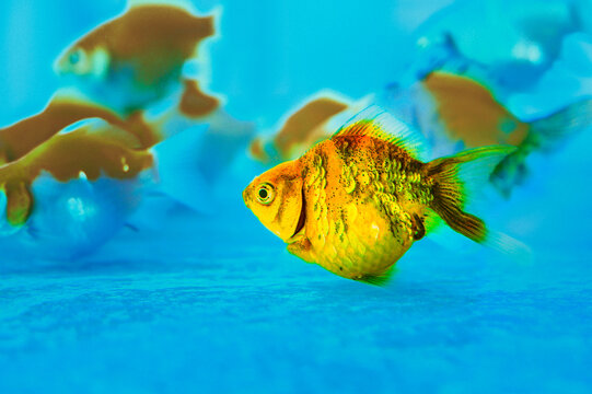 Animal Series : Stunning golden Tamasaba goldfish with Akari black markings swimming under blue light.