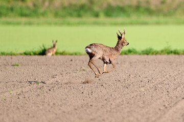 roe deer buck with a hare © Duvekot Fotografie
