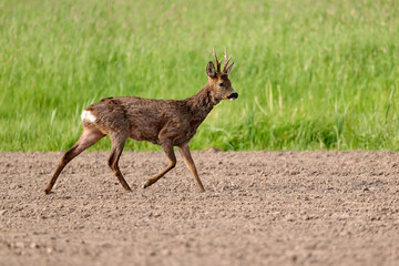 roe deer buck in the morning © Duvekot Fotografie