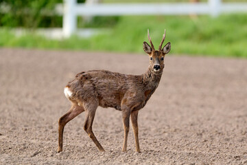 roe deer buck in the morning © Duvekot Fotografie