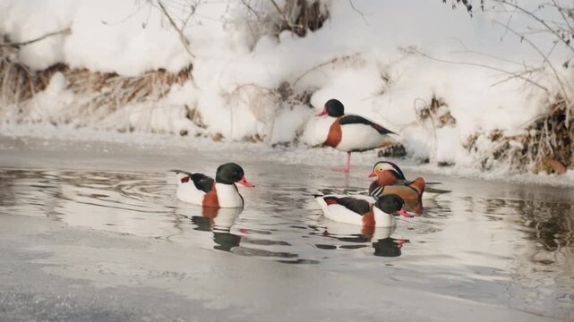 Colorful ducks on icy river bank group of multicolored male ducks foraging and preening along partially frozen riverbank, snowdusted embankment and reeds, shimmering reflections, lively social