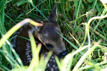 roe deer fawn hidden in the grass © Duvekot Fotografie