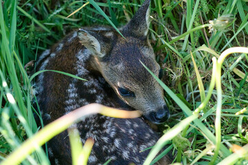 roe deer fawn hidden in the grass © Duvekot Fotografie