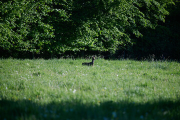 roe deer buck with a hare © Duvekot Fotografie