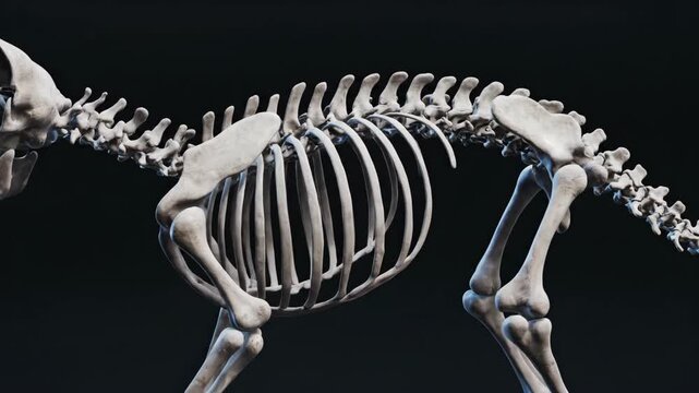 Detailed 3D Rendering of a Cat Skeleton on a Black Background.