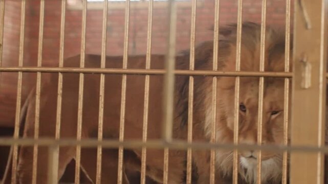 Male lion peering through bars, padlocked gate and tire in dim brick holding area, thick mane and alert gaze convey tension and dominance, captive resident acting as territory sentinel awaiting