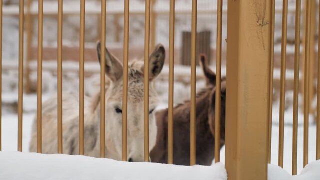 Two donkeys peering through snowy fence, white and brown equines huddled in rustic barnyard behind metal rails, visible breath in cold air, curious expressions and patient farm residents waiting