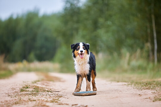 Happy Aussie dog standing on a dirt path with a ring toy. Australian Shepherd smiling, tongue out, forest background, pet lifestyle, active dog, advertising banner, natural behavior, tricolor coat