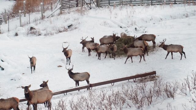 Snow covered field with elk herd feeding around hay pile near wooden fence, peaceful snowy landscape, brown elk with antlers, footprints in white snow, herd movement and grazing captured from high