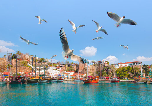 Flock of seagull bird flying over old harbor in the old town (Kaleici) - Antalya, Turkey