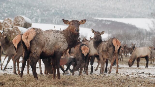 Close up elk matriarch by trough, snowy pasture with muddy ground and hay bales in background, group of juveniles clustered nearby, vigilant protective stance, feeding and social interaction, wildlife