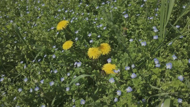 Camera approaches from above to yellow Dandelions flowers, Taraxacum growing among Common field-speedwell, Veronica persica in a green meadow, close-up