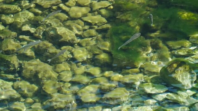 Clear Water Stream with Small Fish Swimming Over Rocky Bottom, Underwater Footage