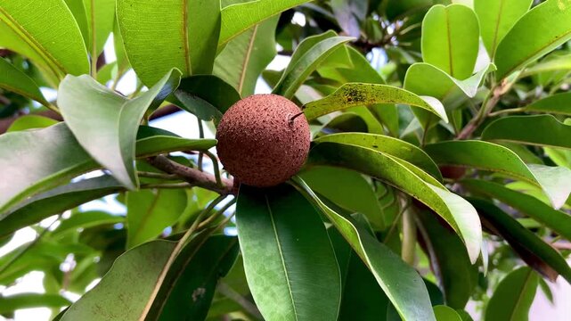 sapodilla fruit hanging on a tree branch with green leaves