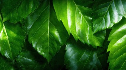 Fototapeta premium A close-up image showcasing vibrant green leaves, illustrating the texture and intricate patterns found in nature, celebrating the beauty and diversity of plant life.