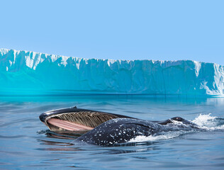 A humpback whale feeds with its mouth open - Knud Rasmussen Glacier near Kulusuk - Greenland, East Greenland © muratart