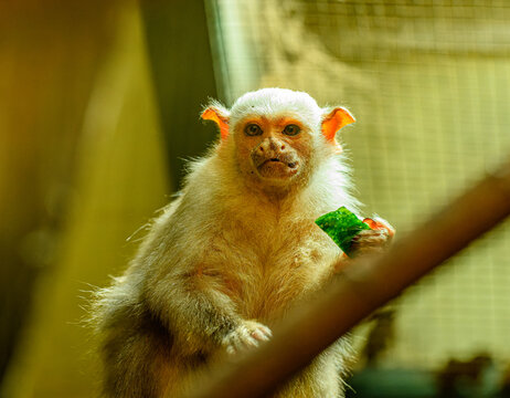 silvery marmoset (Mico argentatus) eating fruit