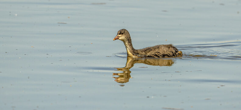 young common Eurasian coot (Fulica atra)