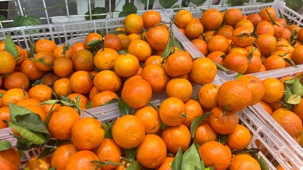fresh baby oranges at the local market © Namu Stock