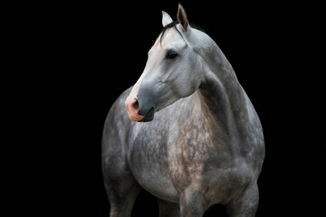 Grey horse on black