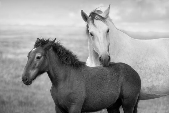 Percheron horses on meadow