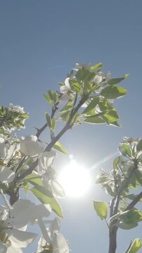 Vertical footage, trunk of a young, blooming Common Pear Tree (Pyrus communis) sways in the wind against a blue sky and bright sun, backlit, camera moves up