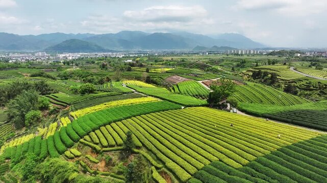 Terraced tea plantations in Songyang Zhejiang during spring with lush greenery and yellow blossoms