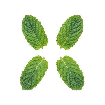 Four fresh green mint leaves arranged in a square pattern isolated on a transparent background