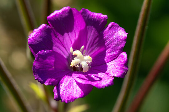 Epilobium Hirsutum