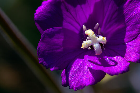 Epilobium Hirsutum