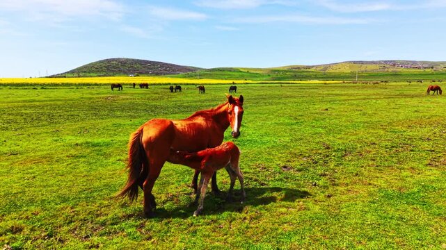 A brown mare nursing her young foal in the foreground of a green pasture. Many other horses are grazing in the background under a clear sky.