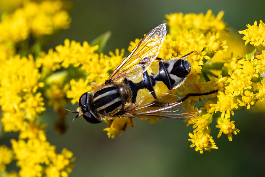 Schwebfliege