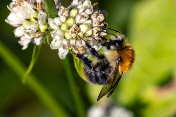 Hummel © rkbox