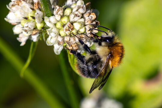 Hummel