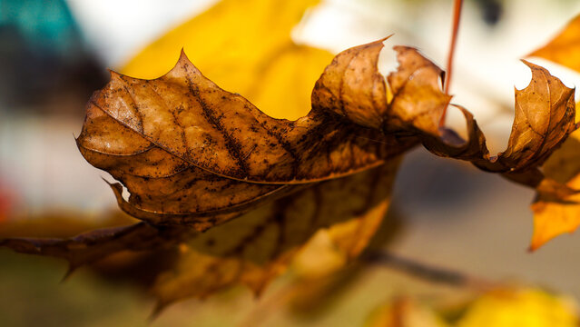 Macro de feuilles d'arbre en automne