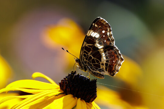 Schmetterling.