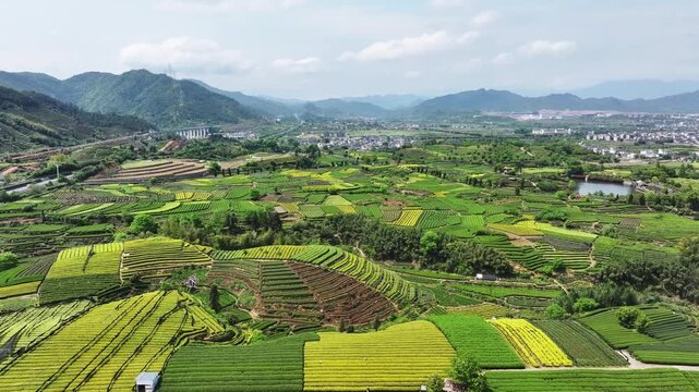Springtime panoramic view of terraced tea fields in Songyang Zhejiang with rolling hills and rural villages