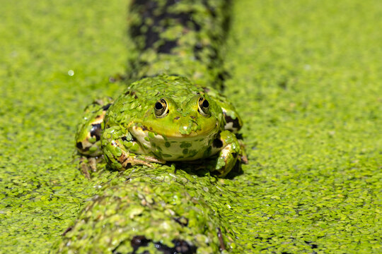 Laubfrosch