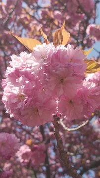 Vertical footage, Beautiful pink flowers on cherry blossom in sunny spring day, the Japanese cherry tree, Prunus serrulata 'Kanzan has deep-pink, double flowers in full bloom