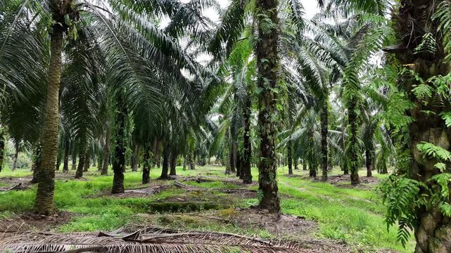 Palm Trees Plantation Agriculture 7