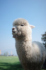 Obraz premium White alpaca portrait against blue sky