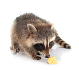 young raccoon © cynoclub