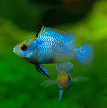  Microgeophagus Ramirezi Electric Blue